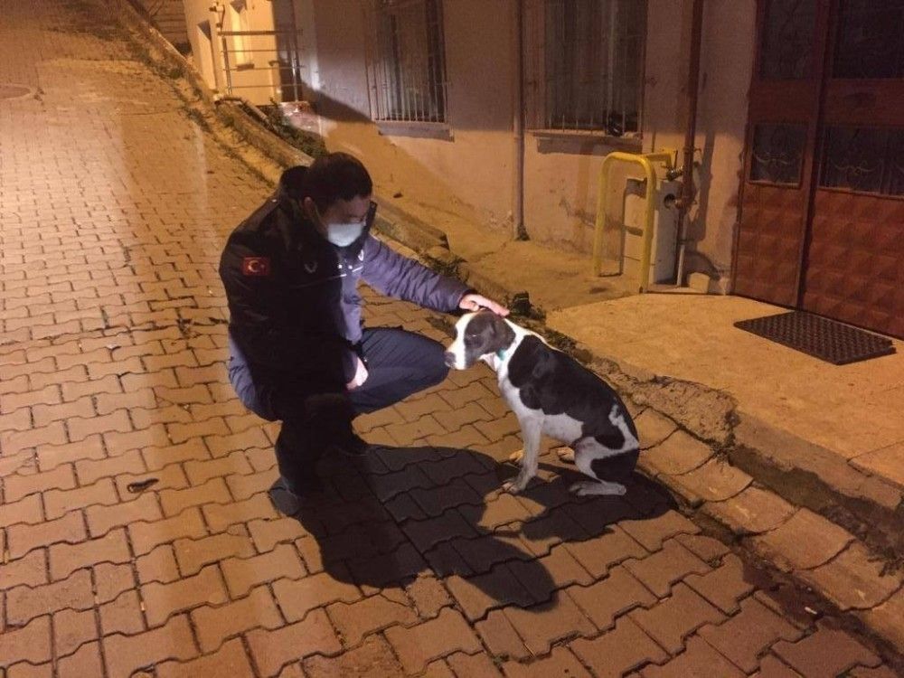 Sokakta bulunan köpeği, belediye başkanı sahiplendi