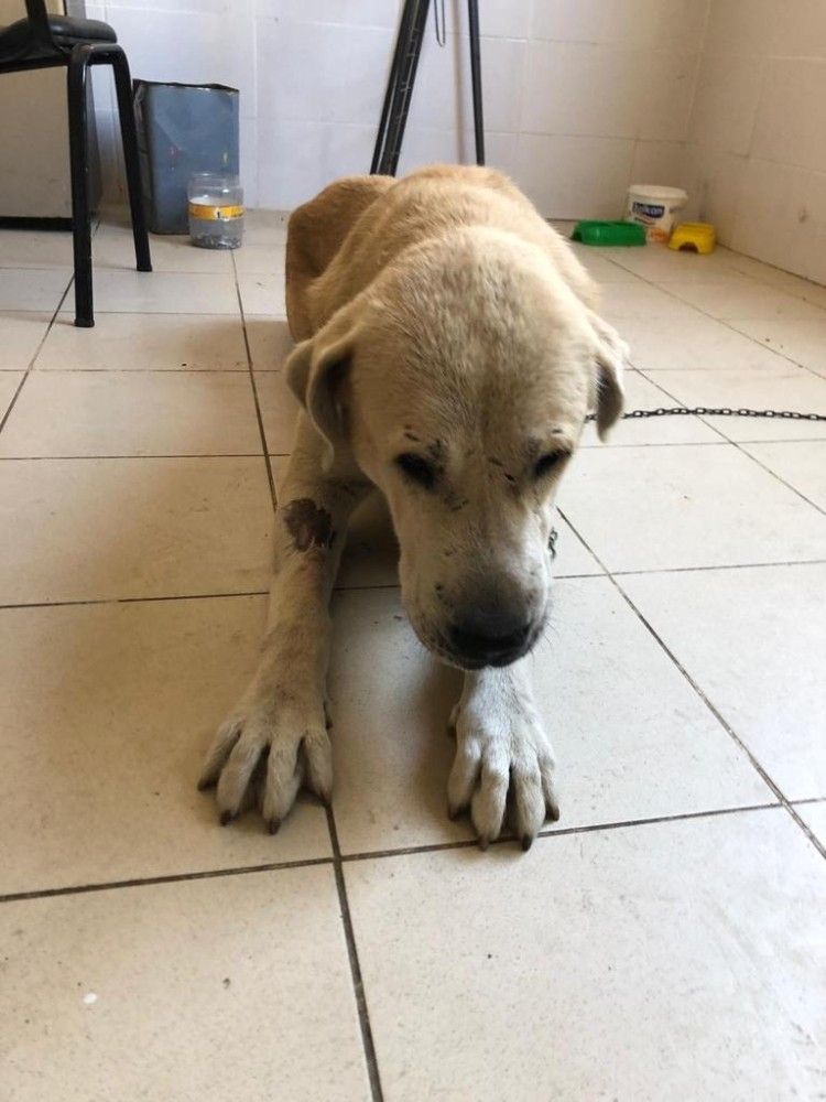 Umut kesilen köpeği veterinerler hayata döndürdü