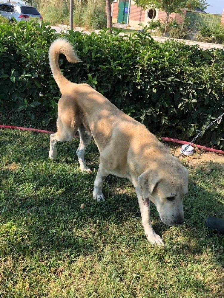 Umut kesilen köpeği veterinerler hayata döndürdü