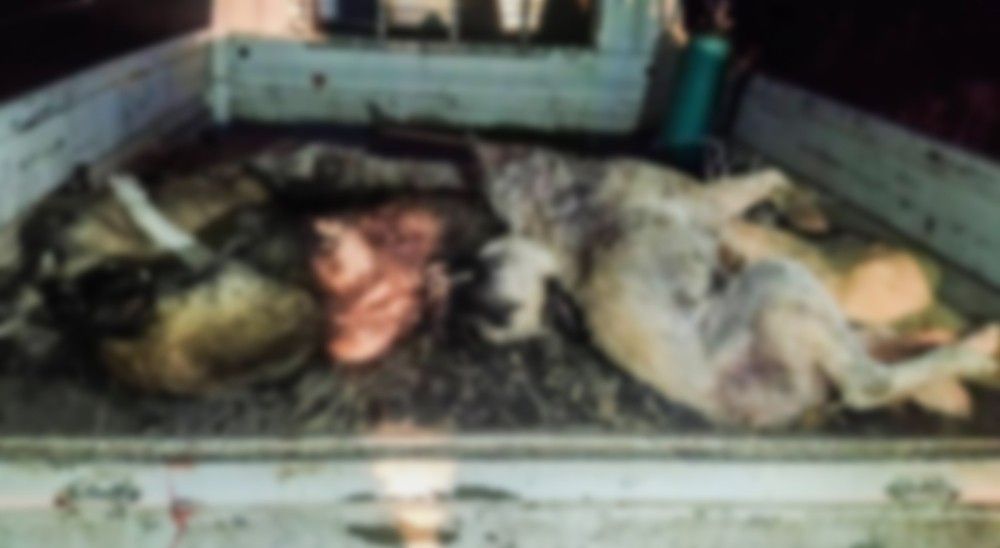 Vahşet! Ceylanpınar'da toplu köpek katliamı