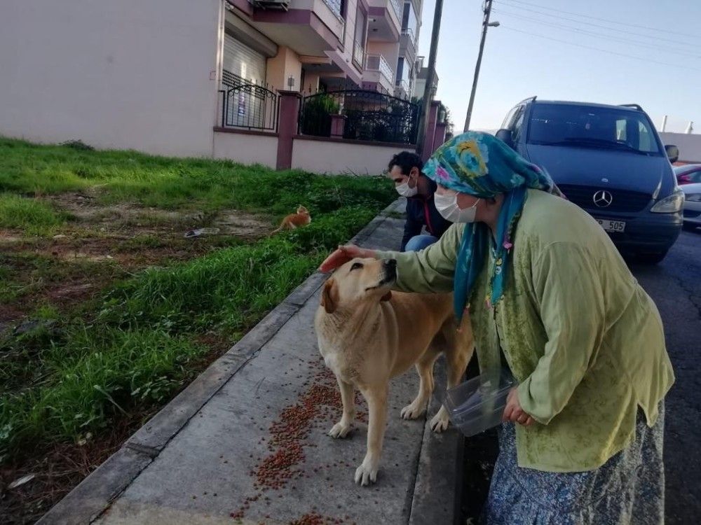 Valilikten İzmir'de sokak hayvanları için 100 ton mama