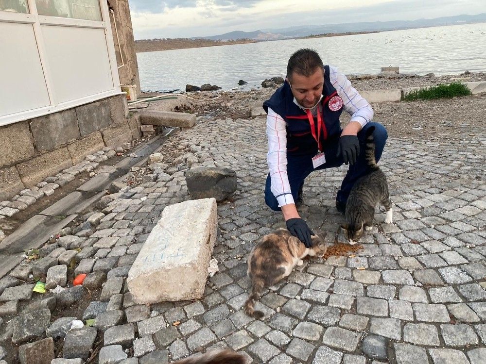 Valilikten İzmir'de sokak hayvanları için 100 ton mama