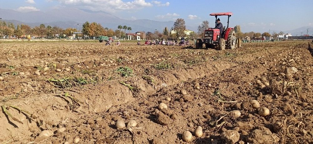 Yağışlı hava patates ekimlerini hızlandırdı
