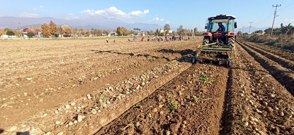 Yağışlı hava patates ekimlerini hızlandırdı