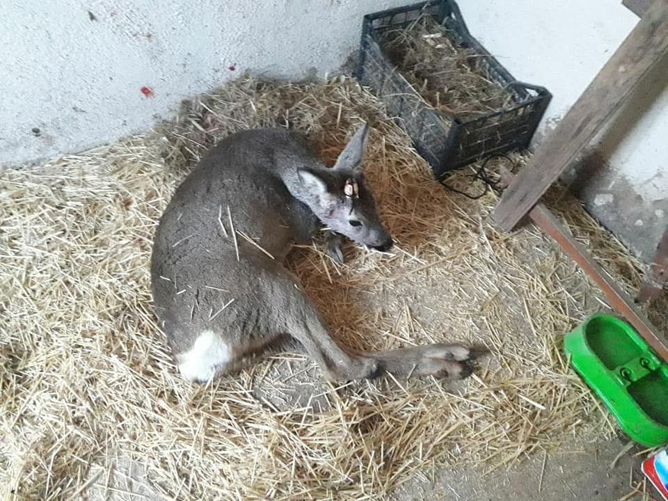 Yaralı bulunan karaca tedavi altına alındı