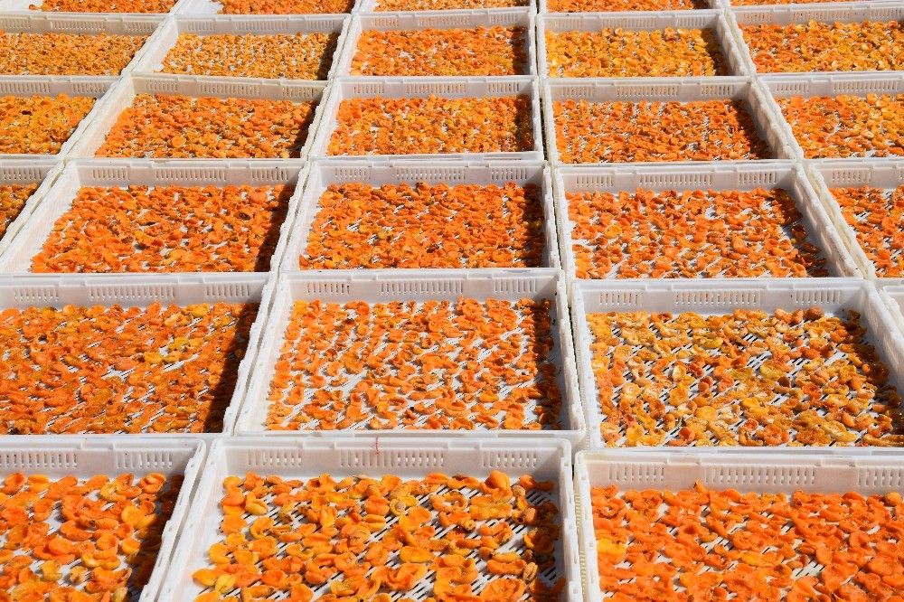 6 aylık kuru kayısı ihracatı 162 milyon dolara ulaştı