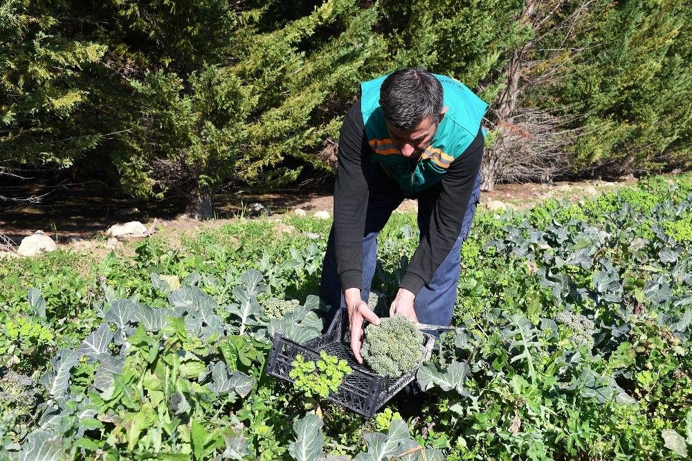 Adabahçe'de kış hasadı