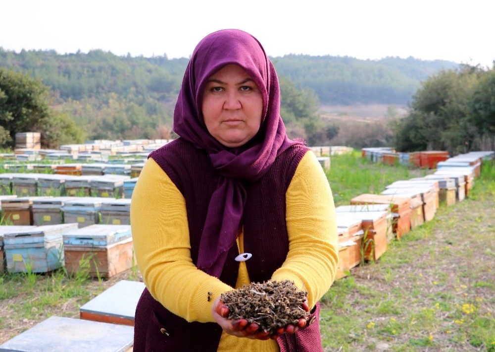 Adana'da milyonlarca arı telef oldu