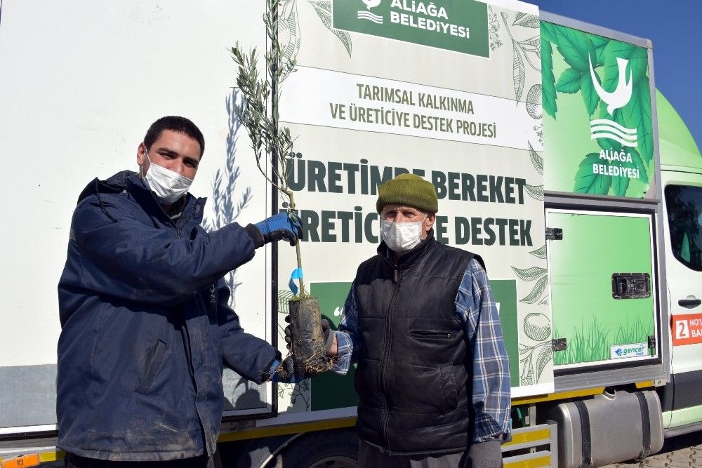 Aliağa Belediyesinin zeytin fidanı dağıtımları sürüyor