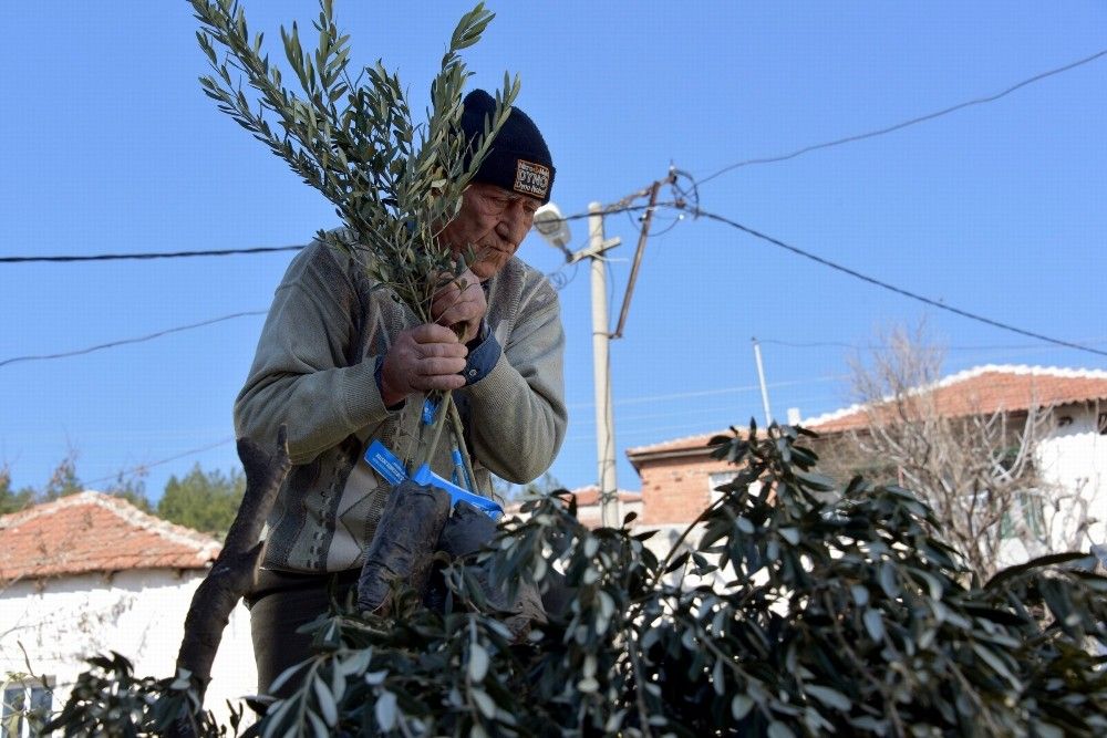 Aliağa'da zeytin şöleni sürüyor