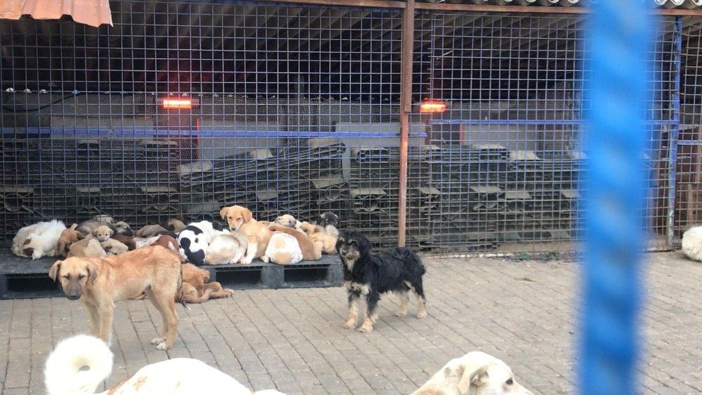 Aydın'da sokak hayvanları artık üşümeyecek