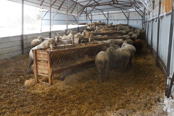 Balıkesir'de ağıllarda mahsur kalan 600 hayvan kurtarıldı