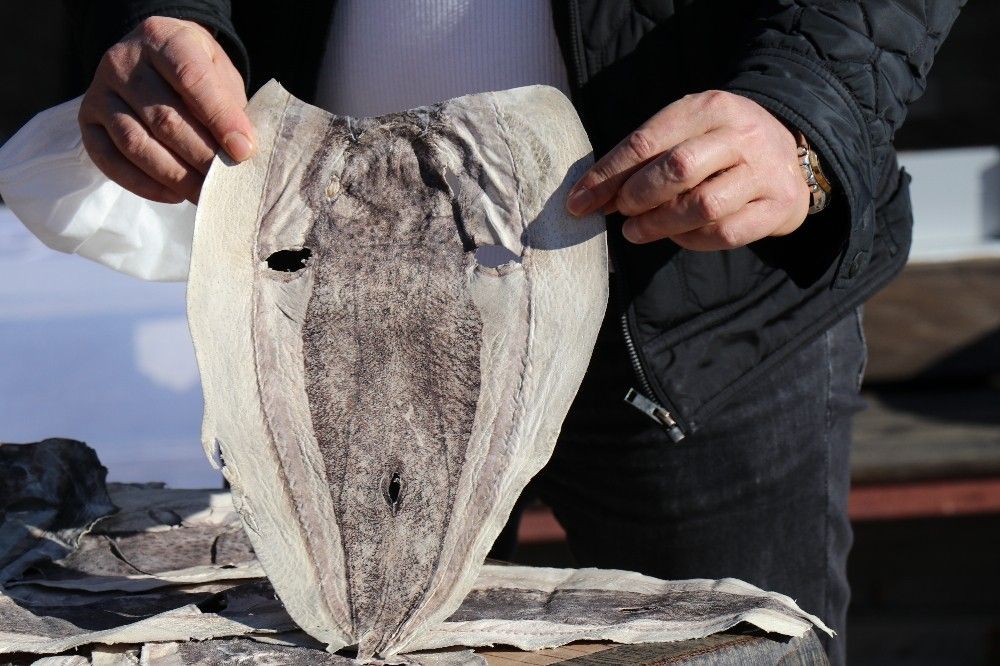 Balon balığı derisi ayakkabı, cüzdan, çanta olacak