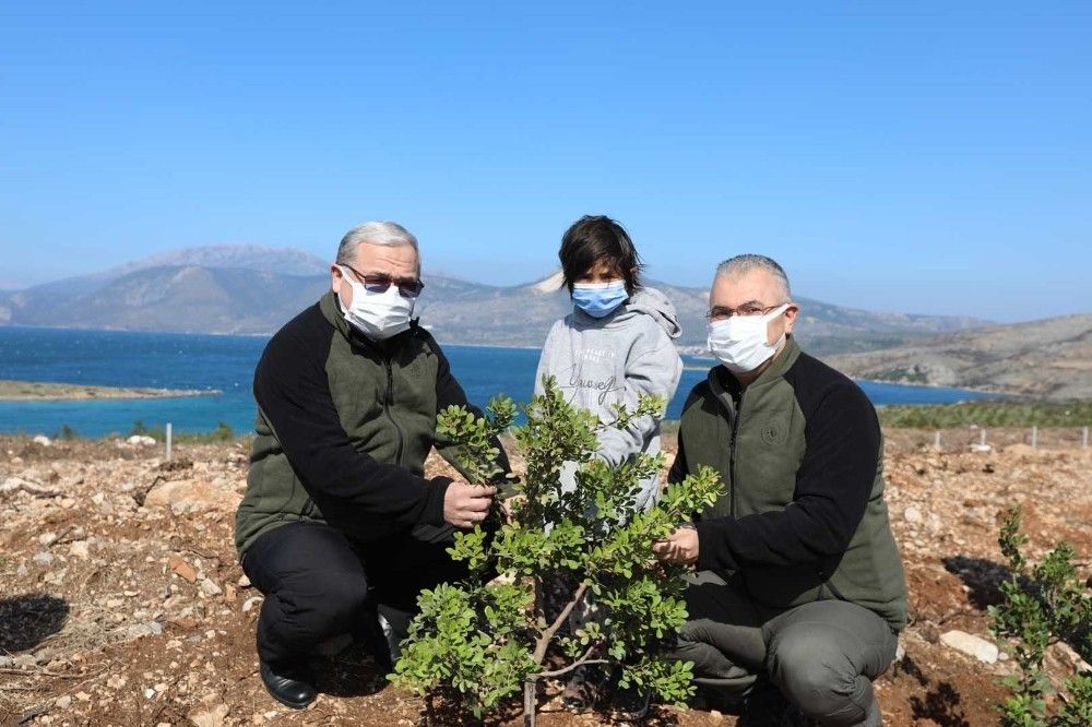 Çeşme'de yanan orman alanına 5 bin sakız fidanı