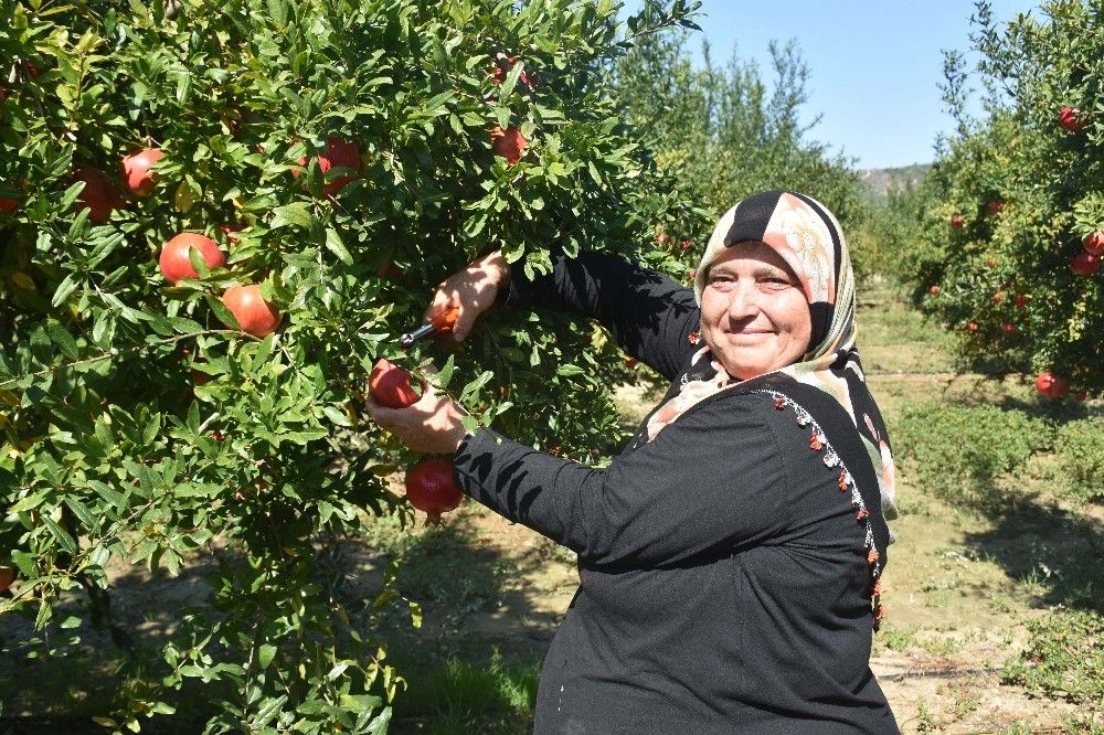 İhracatta nar bereketi