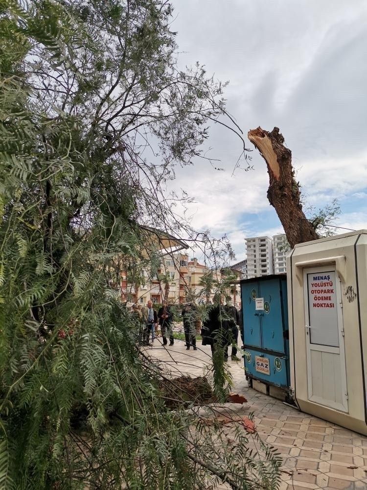 İzmir'de fırtınada tekneler battı, ağaçlar devrildi