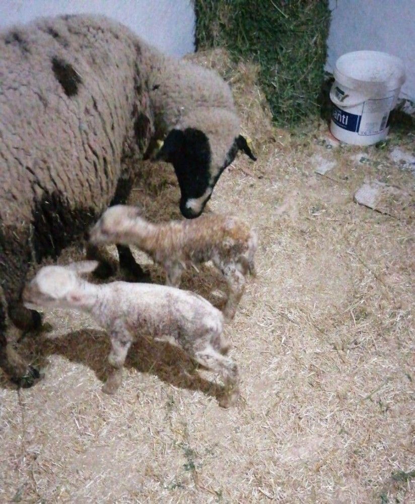 İzmir'de Yeni doğan kuzu 'Anne' diye seslendi