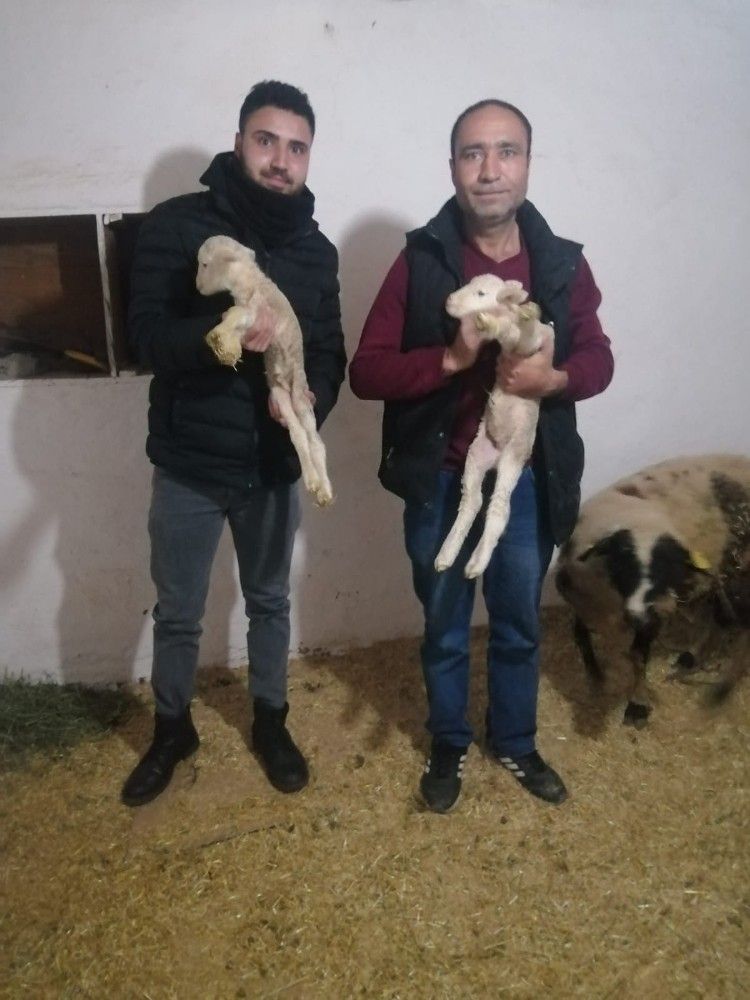 İzmir'de Yeni doğan kuzu 'Anne' diye seslendi
