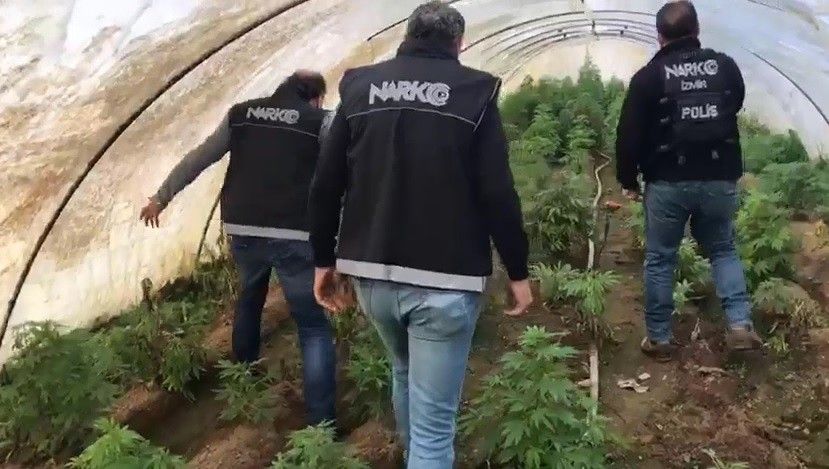 İzmir'de uyuşturucu operasyonu: 663 kök Hint keneviri ele geçirildi
