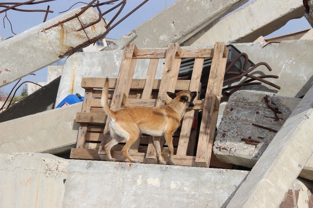İzmir'in cesur köpekleri