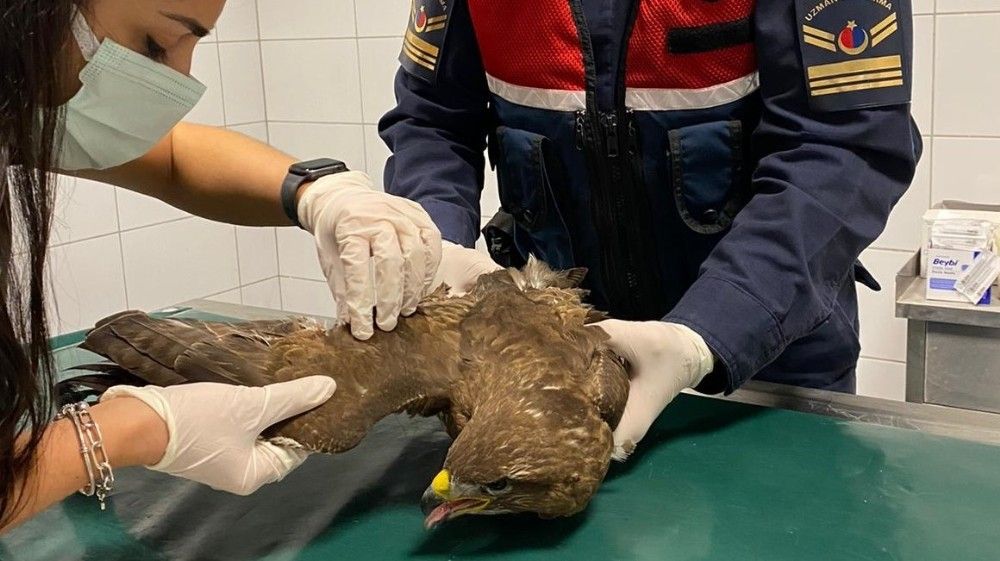 Kırıkkale'de nadir görülen 'paçalı şahin' yaralı bulundu