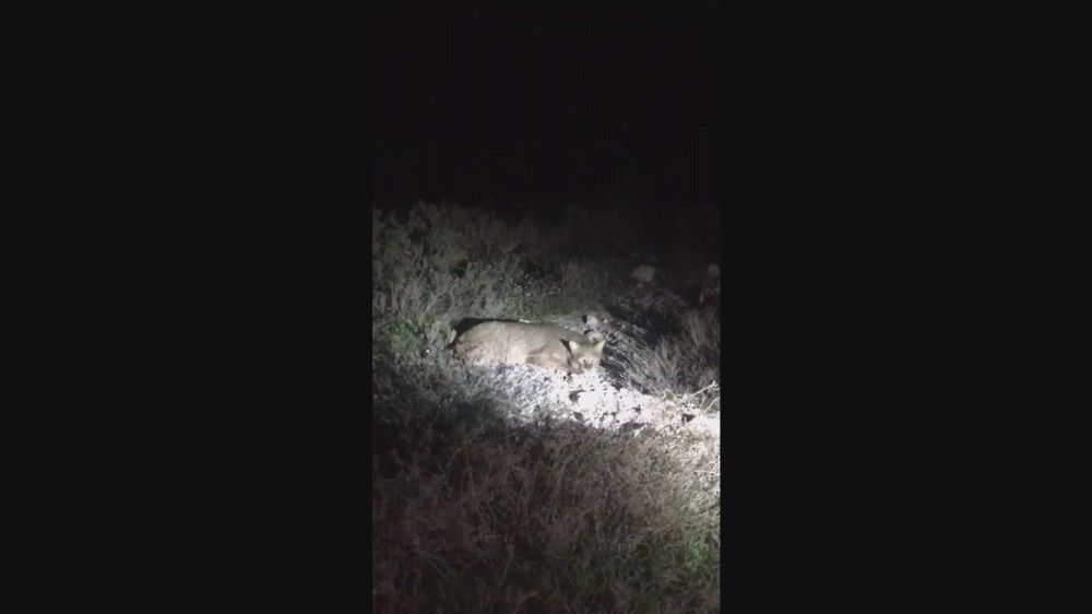Nesli tükenmekte olan saz kedisi Milli Park'ta ilk kez görüntülendi