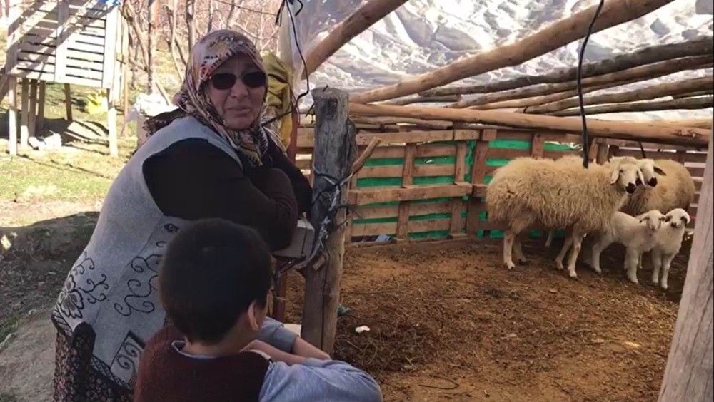 Şehit oğlunun adını verdiği kuzu çalındı