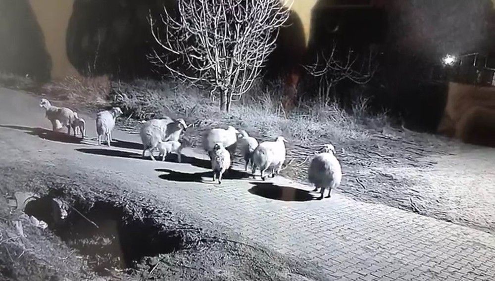 Şehit oğlunun adını verdiği kuzu çalındı