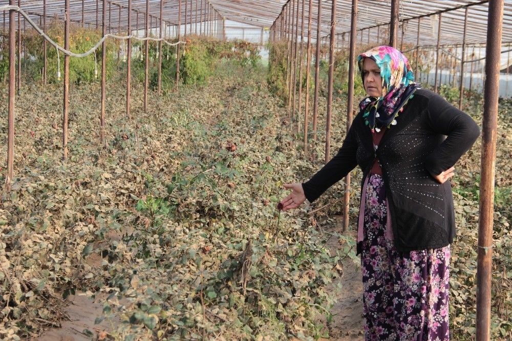 Sel sonrası 14 Şubat güllerinde 'kara leke' kabusu