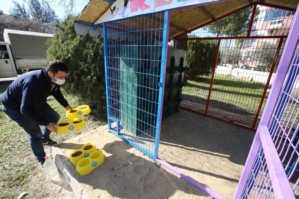 Selçuk'ta Kediler Günü'nde can dostlarına kedi evi