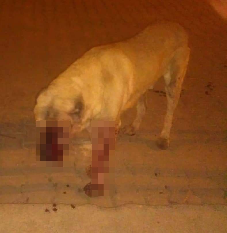 Sokak köpeğini öldüresiye dövüp gözlerini oydular
