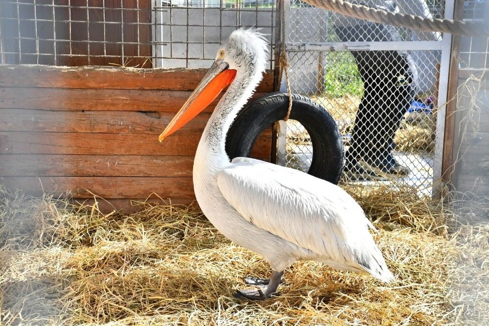 Yaralı flamingo ve iki pelikan tedavi altında