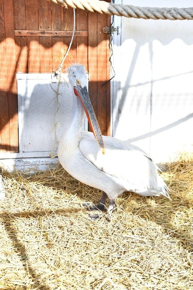 Yaralı flamingo ve iki pelikan tedavi altında