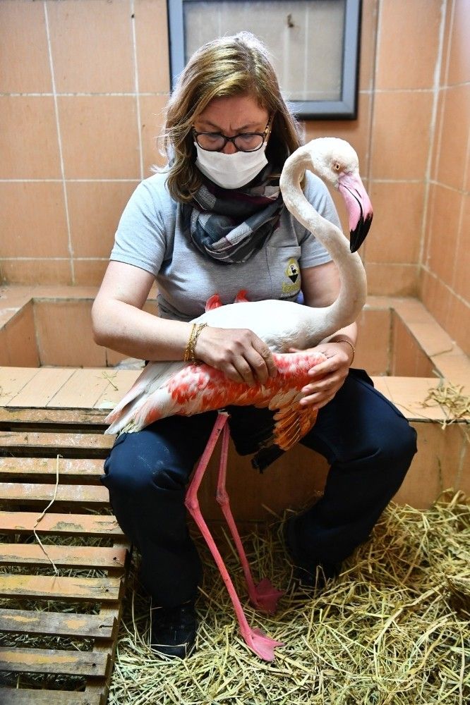 Yaralı flamingo ve iki pelikan tedavi altında