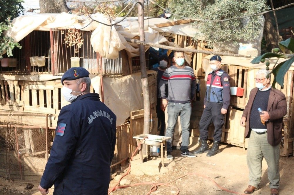 Antalya'da horoz dövüşü baskını: 22 gözaltı