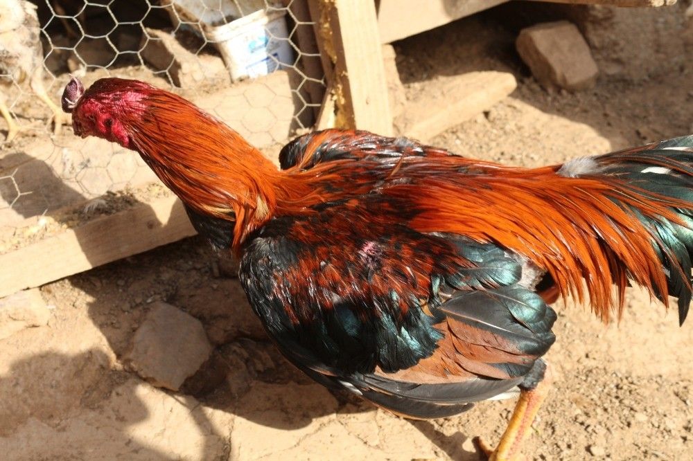 Antalya'da horoz dövüşü baskını: 22 gözaltı