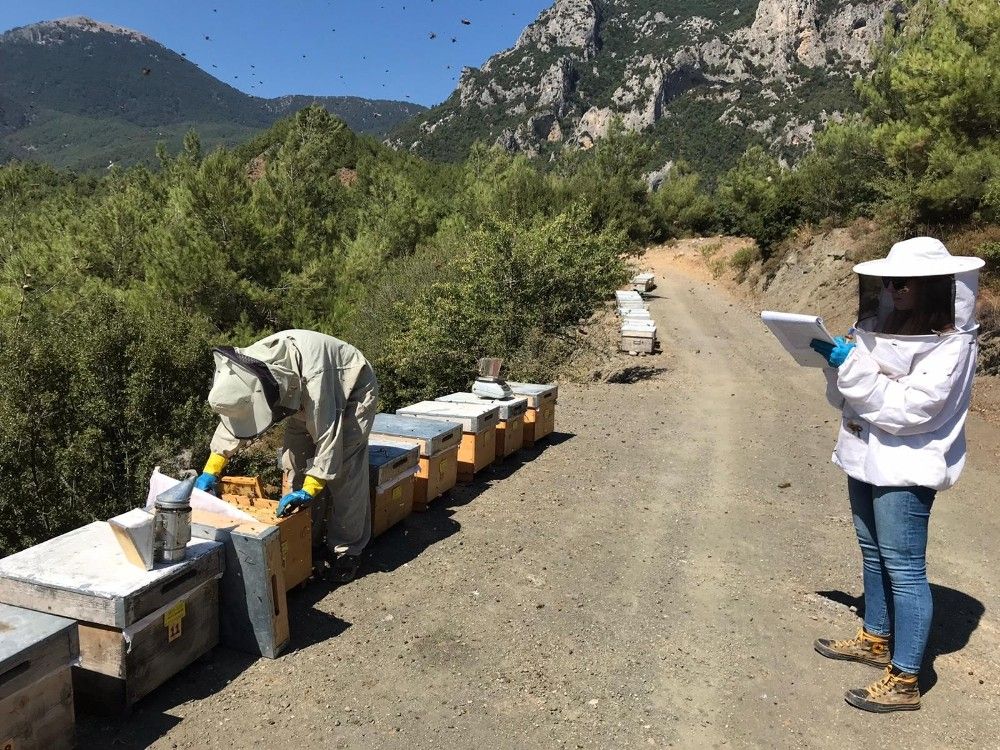 Arıcılıkta Türkiye ve dünyadaki ilkler İzmir'de uygulanıyor
