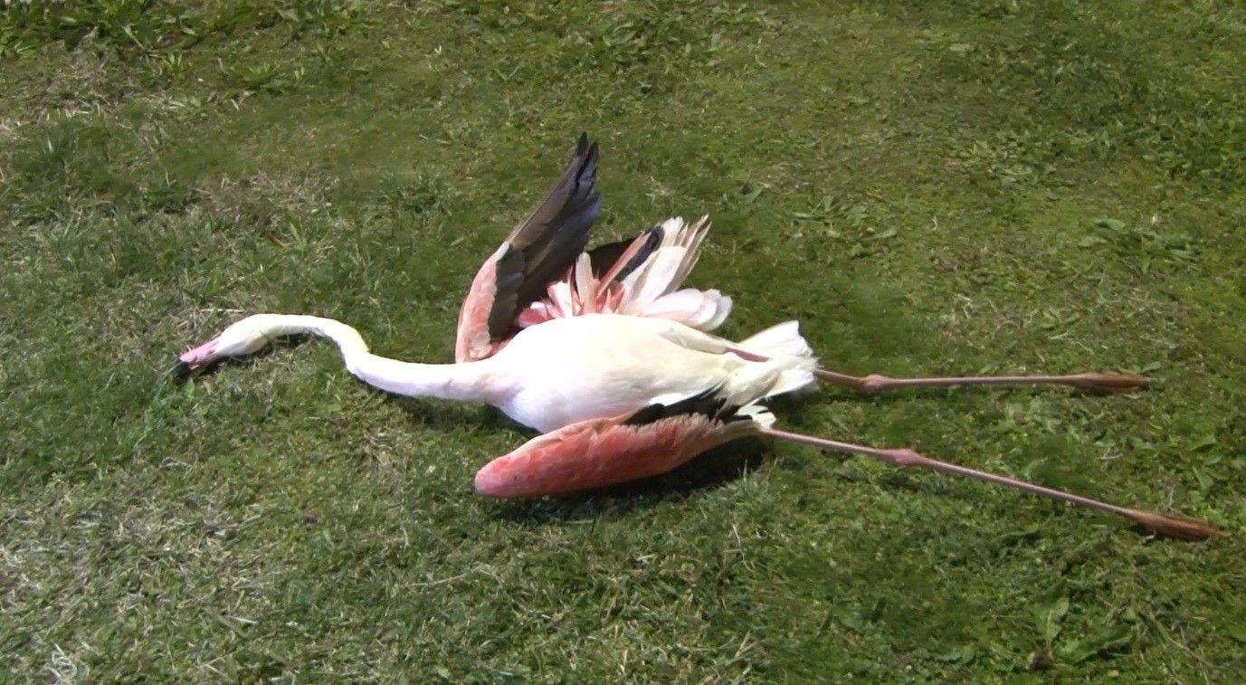 Endişe verici! İzmir'de toplu flamingo ölümü
