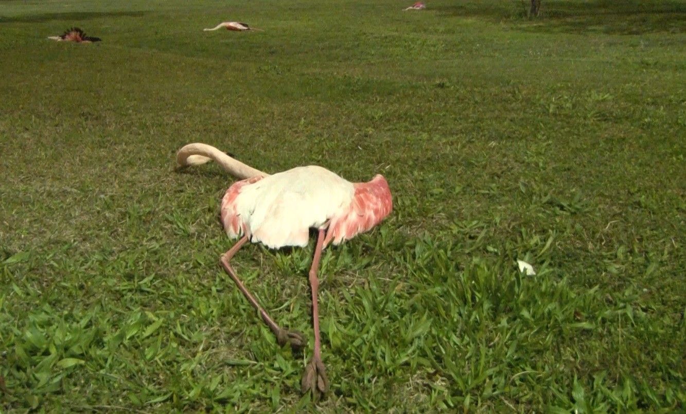 Endişe verici! İzmir'de toplu flamingo ölümü