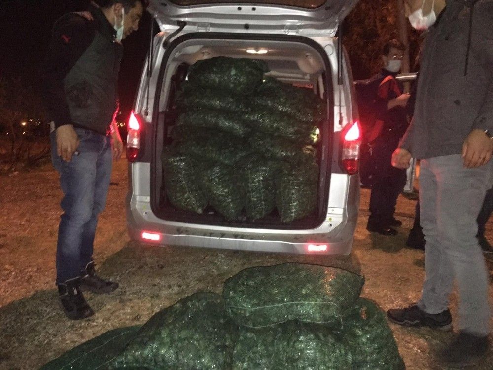 İzmir'de 1 ton deniz patlıcanı ve 1 ton akivades ele geçirildi