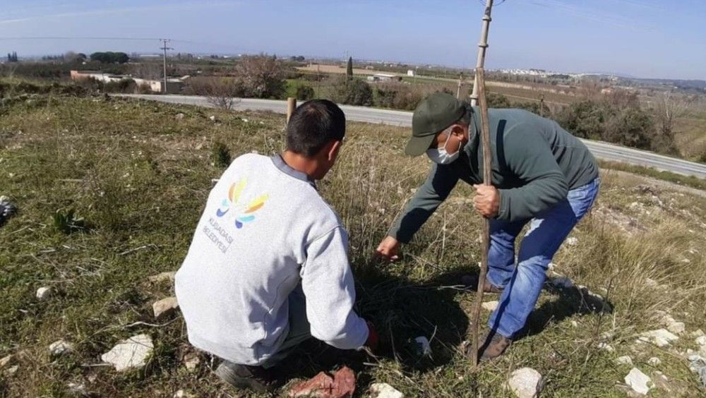 Kuşadası'nda 17 kök 'tülüşah' korumaya alındı