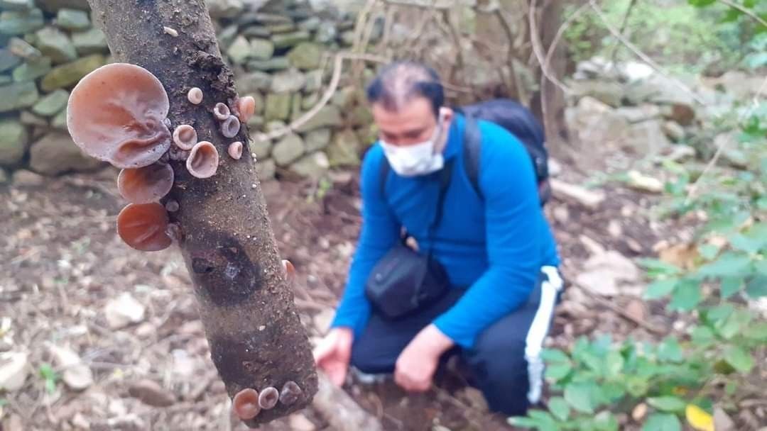 Kuşadası'nı yeni bir mantar türü daha bulundu
