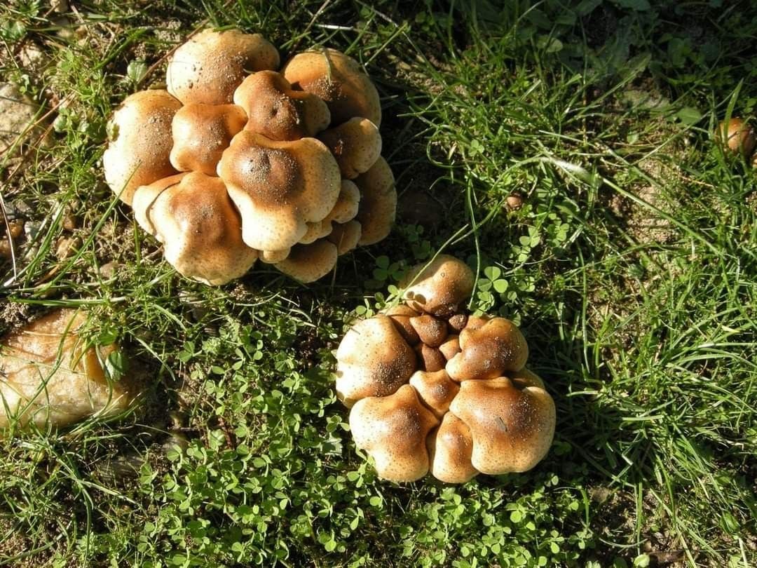 Kuşadası'nı yeni bir mantar türü daha bulundu