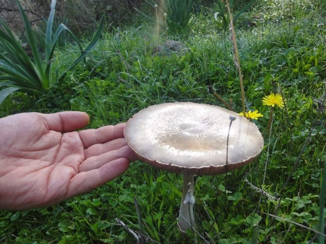 Kuşadası'nı yeni bir mantar türü daha bulundu