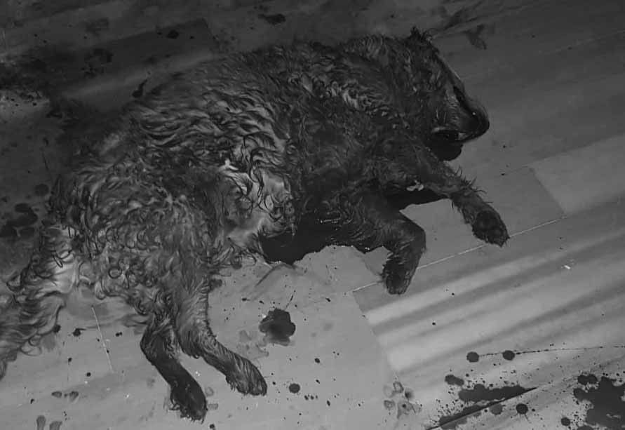 Marmara adasında Pitbull dehşeti