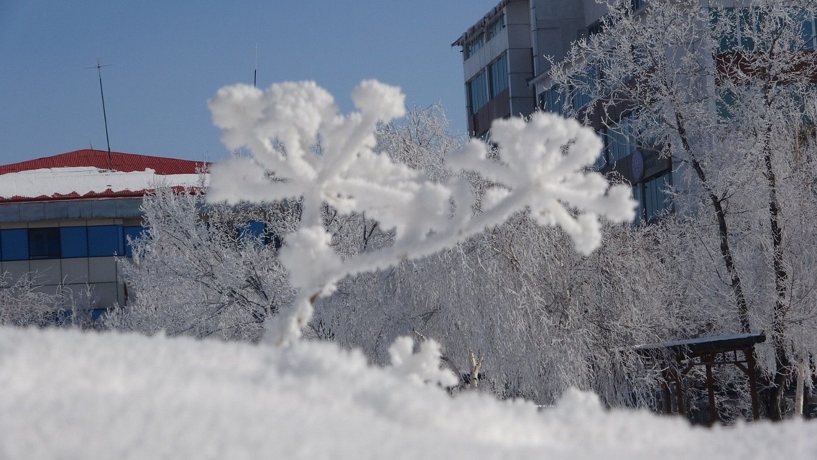 Sibirya gibi: Eksi 22 derece