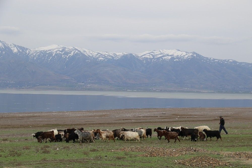 Suların çekildiği baraj havzası hayvanlara otlak oldu