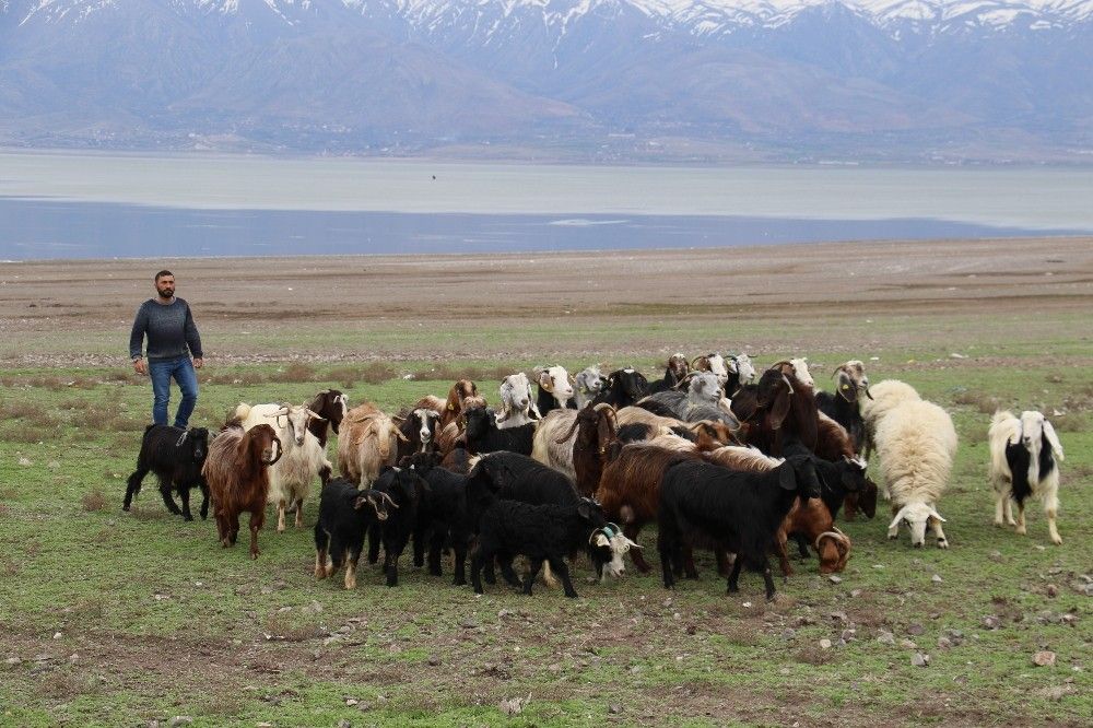 Suların çekildiği baraj havzası hayvanlara otlak oldu