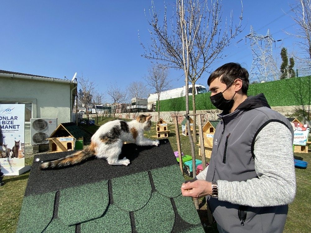 Sultangazi'de "Kedi Köyü" kuruldu
