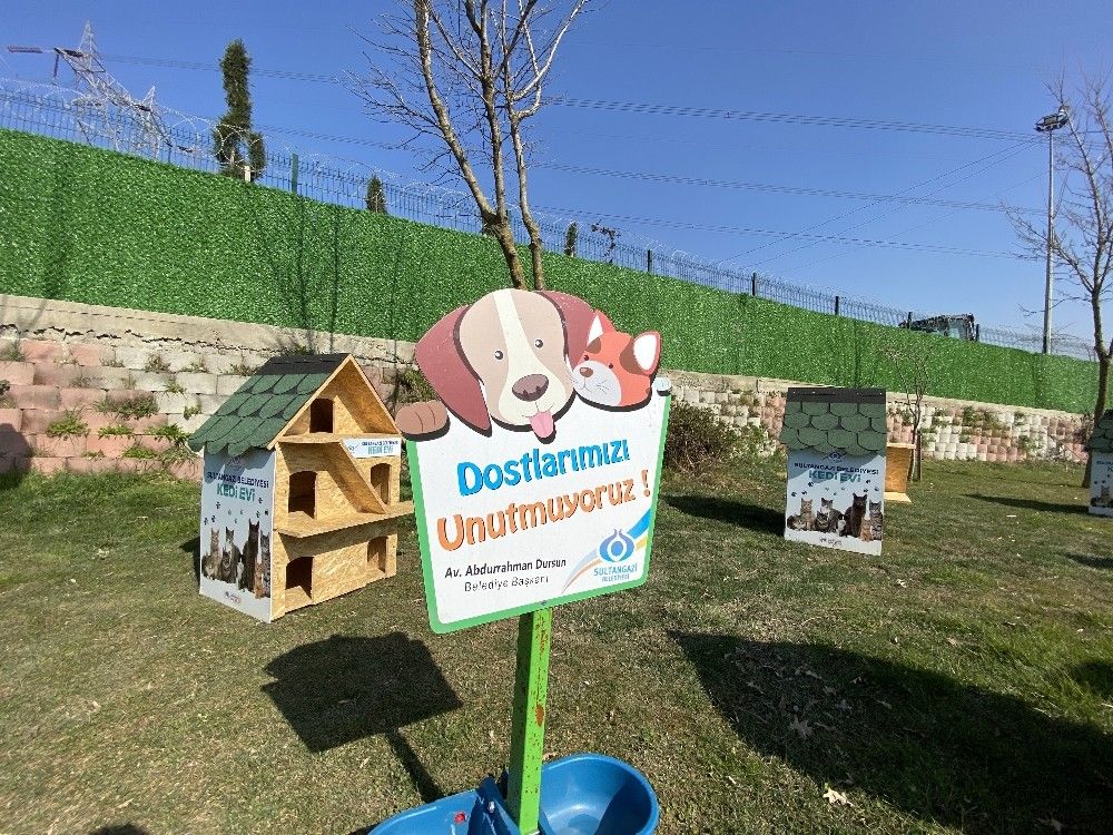 Sultangazi'de "Kedi Köyü" kuruldu